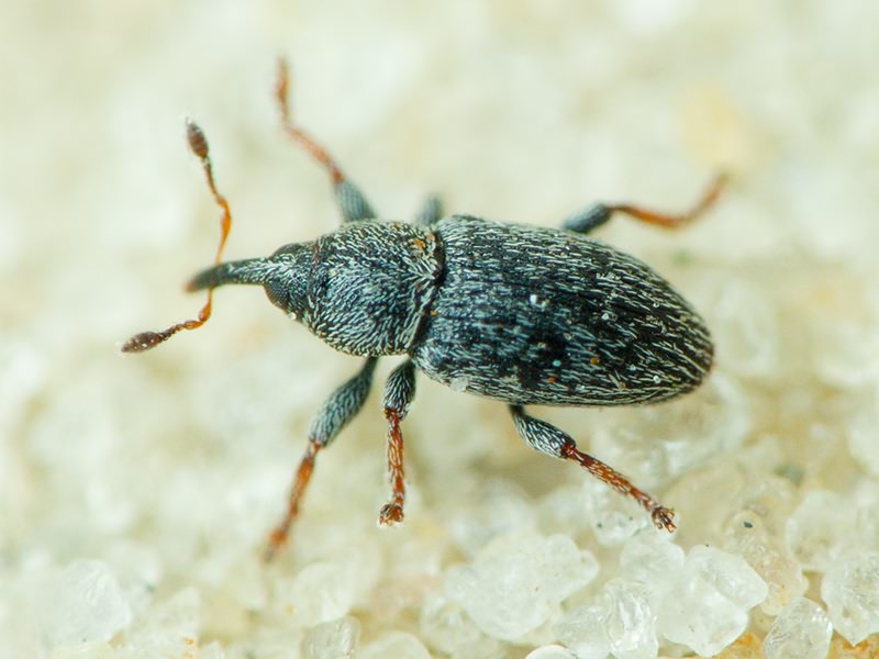 Curculionidae Latreille, 1802